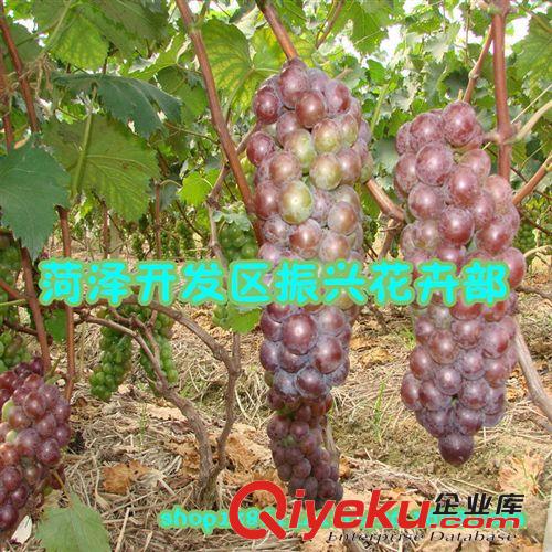 批發葡萄苗|葡萄樹苗|葡萄品種苗|優質紅提葡萄苗|葡萄苗木價格，