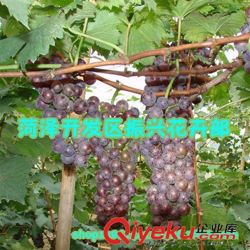 批發葡萄苗|葡萄樹苗|葡萄品種苗|優質紅提葡萄苗|葡萄苗木價格，原始圖片2