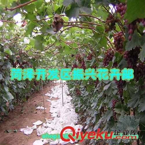 批發葡萄苗|葡萄樹苗|葡萄品種苗|優質紅提葡萄苗|葡萄苗木價格，原始圖片3