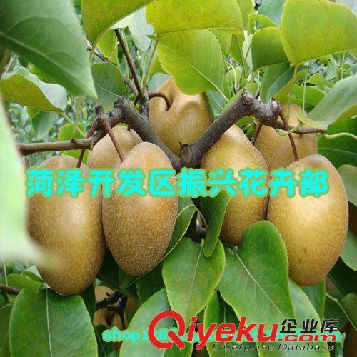 批發葡萄苗|葡萄樹苗|葡萄品種苗|優質紅提葡萄苗|葡萄苗木價格，