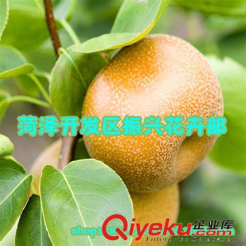 批發供應梨樹苗 嫁接苗 果樹苗 掛果苗 梨樹大苗，原始圖片2