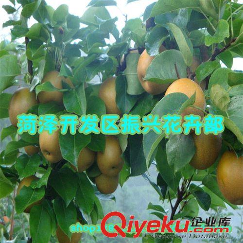 批發供應梨樹苗 嫁接苗 果樹苗 掛果苗 梨樹大苗，原始圖片3