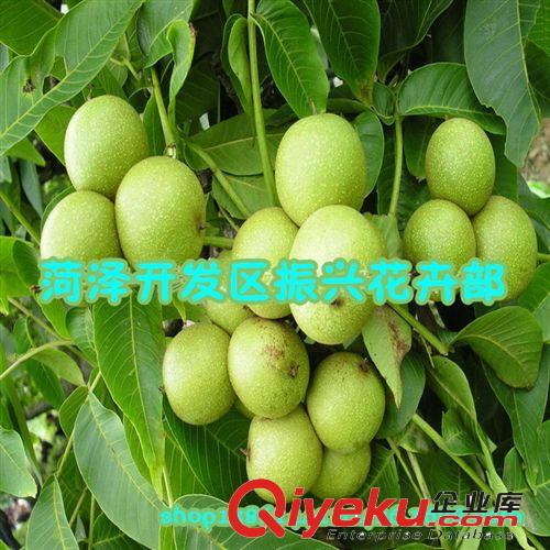 批發供應梨樹苗 嫁接苗 果樹苗 掛果苗 梨樹大苗，