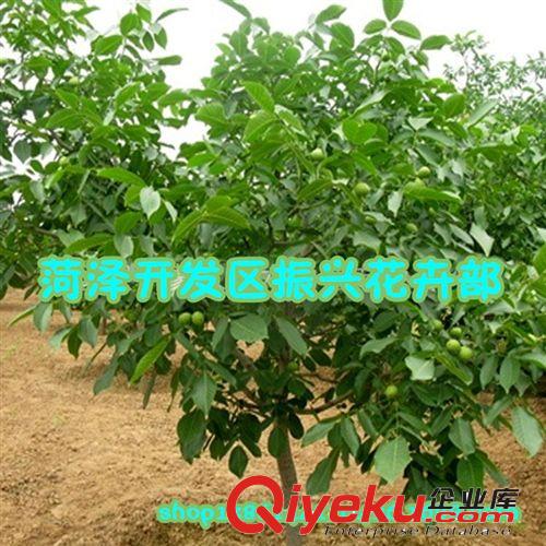 批發(fā)8518核桃苗 9818核桃樹苗批發(fā)果樹苗木嫁接苗 當年結(jié)果包成活原始圖片2