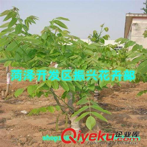 批發(fā)8518核桃苗 9818核桃樹苗批發(fā)果樹苗木嫁接苗 當年結(jié)果包成活原始圖片3
