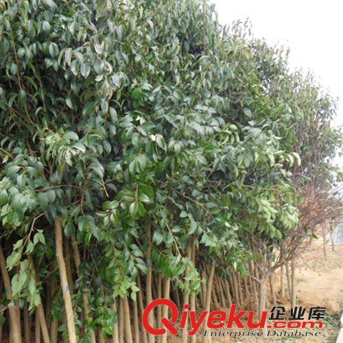 供應直銷大葉女貞,金葉女貞|金森女貞 四季常青植物 綠化工程樹苗原始圖片2