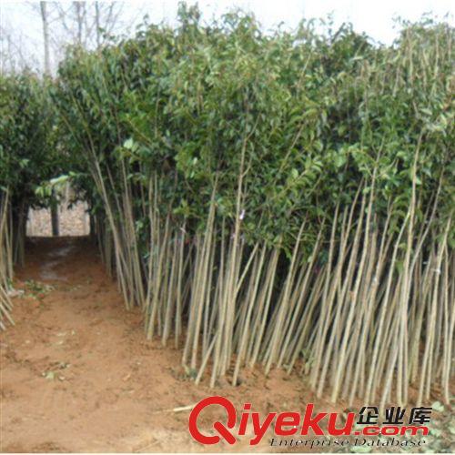 【大平原花木】供應高桿女貞苗木金葉女貞球金葉女貞價格批發樹苗原始圖片2