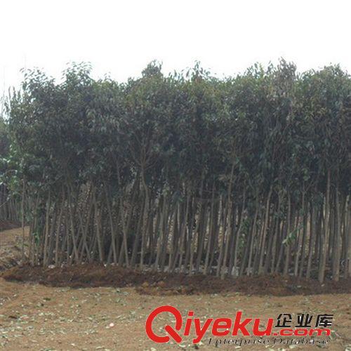直銷高桿女貞苗 大葉女貞苗 工程綠化大葉女貞小苗 批發樹苗公司原始圖片2
