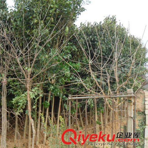 直銷高桿女貞苗 大葉女貞苗 工程綠化大葉女貞小苗 批發樹苗公司原始圖片3