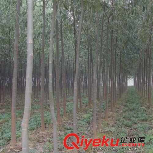 竹柳基地 批發各種規格竹柳樹 批發綠化工程樹苗 柳樹扦插苗