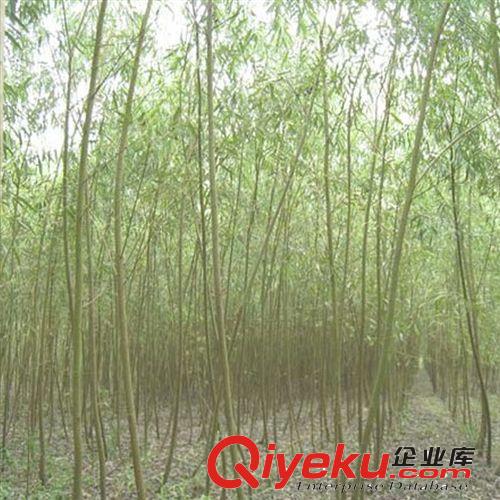 竹柳基地 批發各種規格竹柳樹 批發綠化工程樹苗 柳樹扦插苗