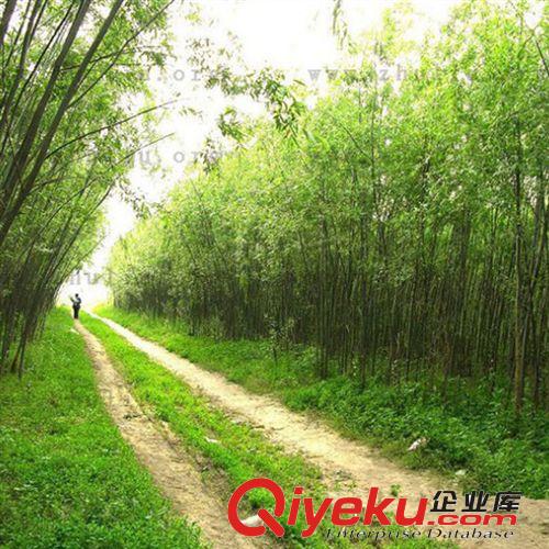 【大量供應】優質青皮柳 垂柳 竹柳連云港樹苗批發 樹苗批發原始圖片3