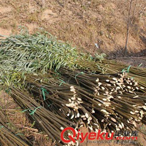直銷竹柳苗 樹苗批發 美國竹柳樹苗 速生柳樹 竹柳小苗 綠化工程原始圖片3