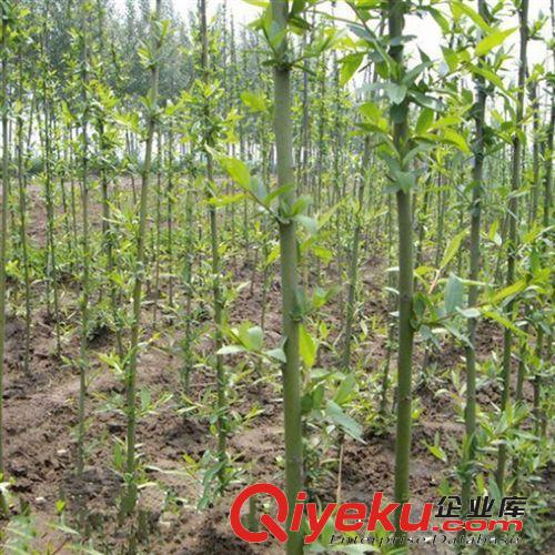基地直銷柳樹苗 樹苗批發 黃柳樹 青皮柳樹竹柳 工程綠化