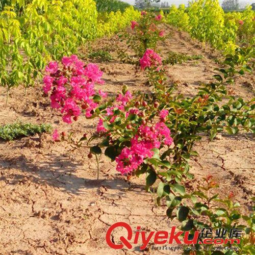 【大平原】紫薇苗 百日紅樹苗 紅火箭 國旗紅 綠化工程樹苗