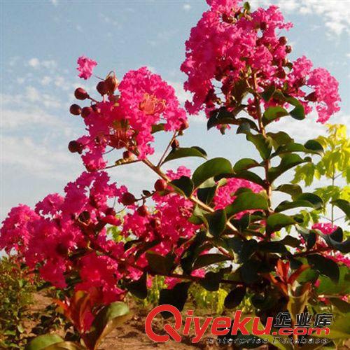 【大平原】紫薇苗 百日紅樹苗 紅火箭 國旗紅 綠化工程樹苗