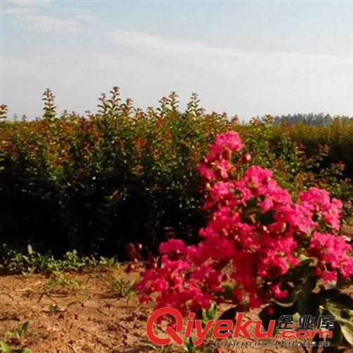 【大平原】紫薇苗 百日紅樹苗 紅火箭 國旗紅 綠化工程樹苗