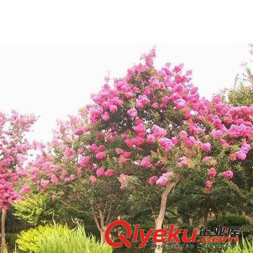 庭院/別墅綠化樹苗紅花紫薇樹苗百日紅 紫薇小苗 紫薇苗 紫薇花