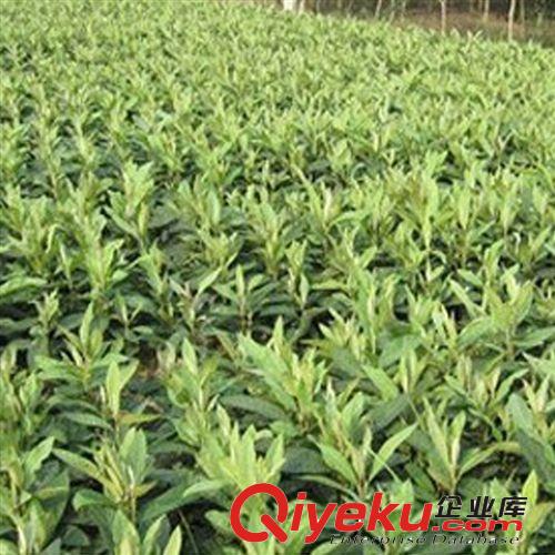 供應(yīng)枇杷苗 枇杷樹苗 枇杷苗木 果樹苗木 根系發(fā)達 綠化樹苗