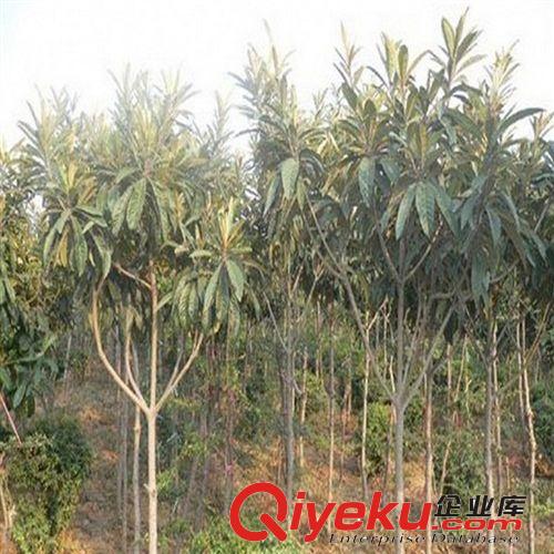 常年現貨出售枇杷苗、枇杷樹苗、園林綠化樹苗 工程枇杷苗原始圖片2