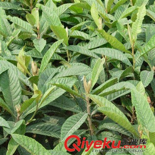 供應(yīng)枇杷苗 枇杷樹苗 枇杷苗木 果樹苗木 根系發(fā)達 綠化樹苗