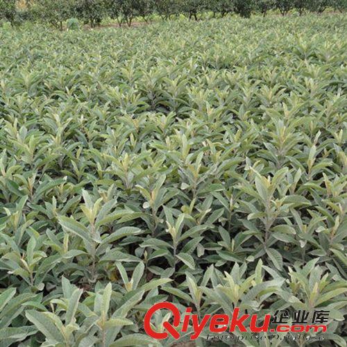 【大平原花木】供應(yīng)枇杷樹(shù)苗 廠家常年供應(yīng)枇杷樹(shù) 購(gòu)買(mǎi)枇杷樹(shù)