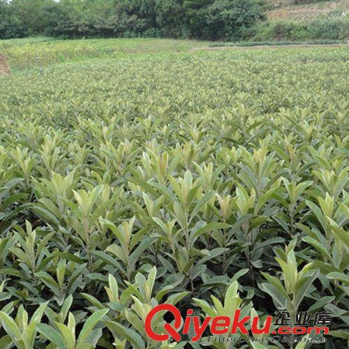 產(chǎn)地大量批發(fā) 枇杷苗 基地直銷(xiāo)枇杷樹(shù)苗 歡迎前來(lái)采購(gòu)綠化樹(shù)苗