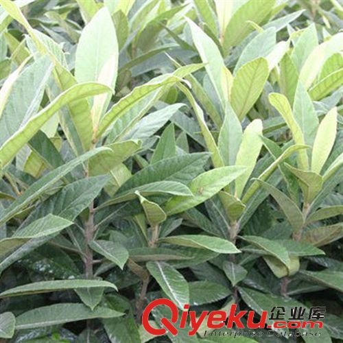 供應(yīng)園林綠化苗木枇杷苗 果風(fēng)味濃甜 品質(zhì)極上等 果樹(shù)苗批發(fā)