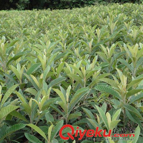 供應園林綠化苗木枇杷苗 果風味濃甜 品質極上等 果樹苗批發