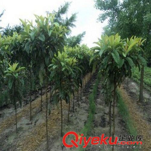 基地大量tg：枇杷樹(shù)苗批發(fā) 優(yōu)質(zhì)枇杷苗 品種齊全 量大從優(yōu)