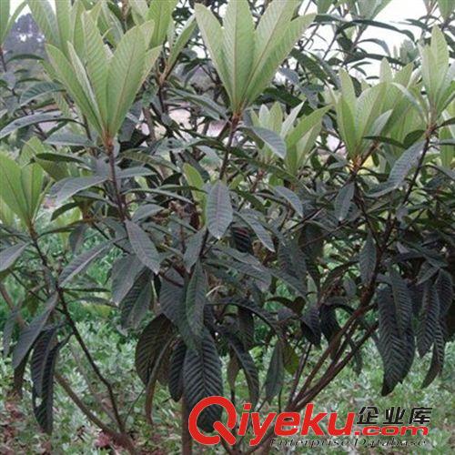基地大量tg：枇杷樹苗批發 優質枇杷苗 品種齊全 量大從優