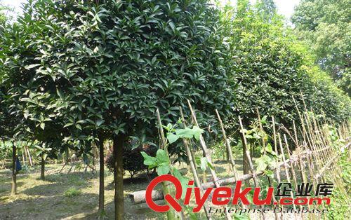 桂花 飛揚園藝批發供應園林植物 桂花苗木 桂花樹/各種桂花