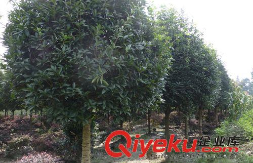 桂花 飛揚園藝批發供應園林植物 桂花苗木 桂花樹/各種桂花