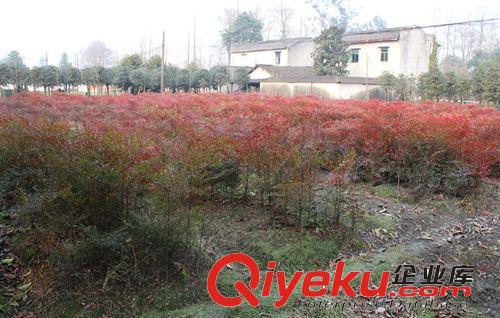 紫薇籠 紫薇籠子 紫薇 園林直供各種規(guī)格苗木