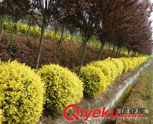 紅葉李 大量供紅葉李 速生紅葉李 紅葉李小苗 量大從優(yōu)原始圖片3