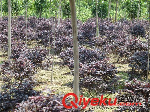 紅繼木球 苗木灌木 紅繼木 紅繼木球精品紅繼木球 價格優(yōu)惠