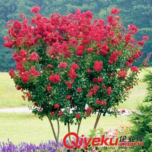 批發紫薇花種子 進口美國紅火箭紫薇種子 紅火球 紅花紫薇樹種子