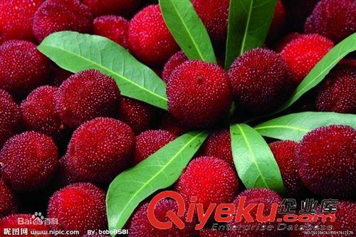 批發(fā)庭院盆栽果樹苗 嫁接楊梅樹 東魁楊梅苗南方北方種植當(dāng)年結(jié)果