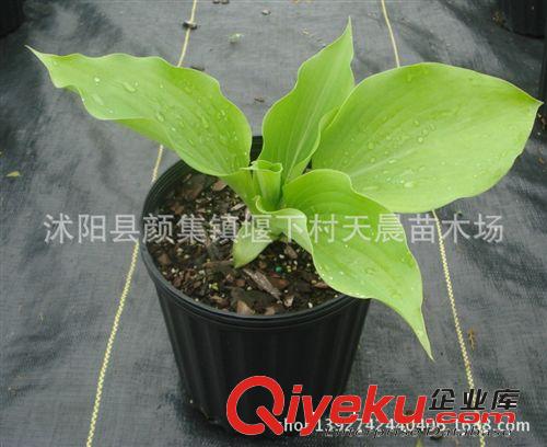 批發庭院盆栽果樹苗 嫁接楊梅樹 東魁楊梅苗南方北方種植當年結果