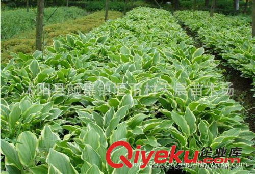 玉簪苗價格.金邊玉簪苗.紅花玉簪苗工程綠化用苗出售 量大從優
