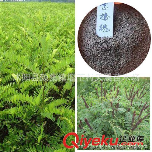 zg當年新采紫穗槐種子 花卉種子 紫穗槐苗木 林木種子