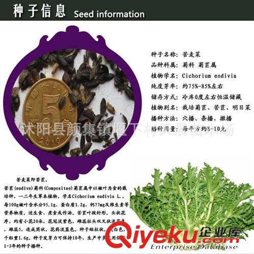 苦麥菜 進口牧草 苦麥菜種子高蛋白高產(chǎn)量 苦麥菜養(yǎng)殖{sx}良草