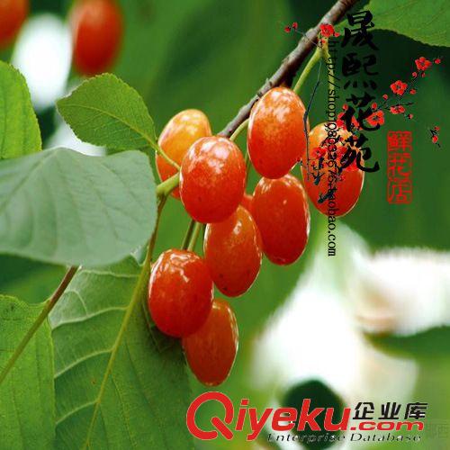 盆栽車厘子果樹苗 櫻桃樹苗 嫁接櫻桃苗木南方北方種植可當年結果