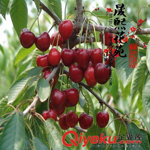 盆栽車厘子果樹苗 櫻桃樹苗 嫁接櫻桃苗木南方北方種植可當年結果