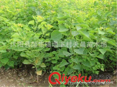 大量批發楊樹苗 基地直銷 速生楊 白楊樹小苗 量大優惠