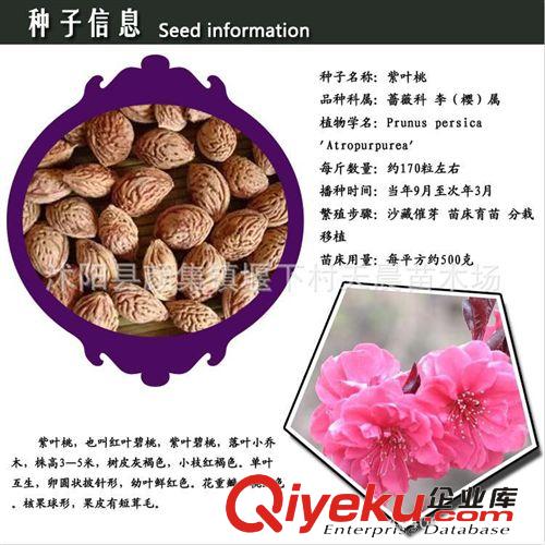tj銷售 烏桕 烏桕苗 烏桕批發 烏桕樹價格 紅葉烏桕 烏桕樹苗