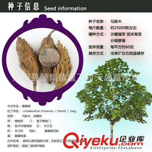 桃樹種子新采 紫葉桃種子 紅葉桃 紫葉紅碧桃種子 發芽率高
