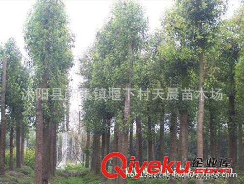批發花卉種子 新采牡丹種子 國花牡丹 多種花色 庭院播種盆栽種植