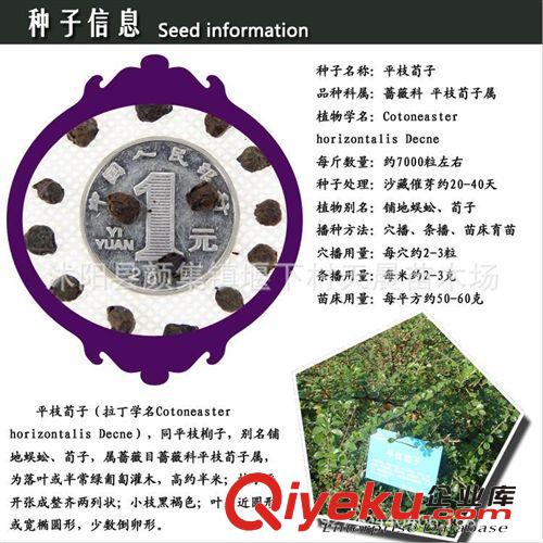 良鄉板栗苗 嫁接板栗樹苗 產量高 果樹果苗 栗子苗 優質品種