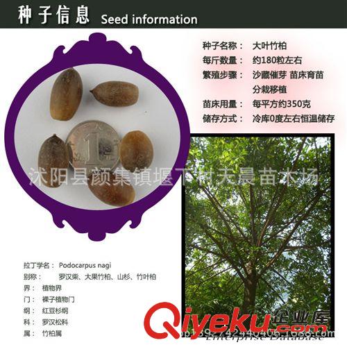 【精品櫻桃種子】櫻桃種子 大紅櫻桃種子 新品種櫻桃種子 zp